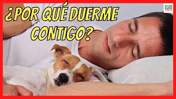 ¿Está bien dejar que tu perro duerma contigo?