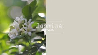 Jasmine -Today's Flower-                            ⚫︎Mar.23.2022⚫︎