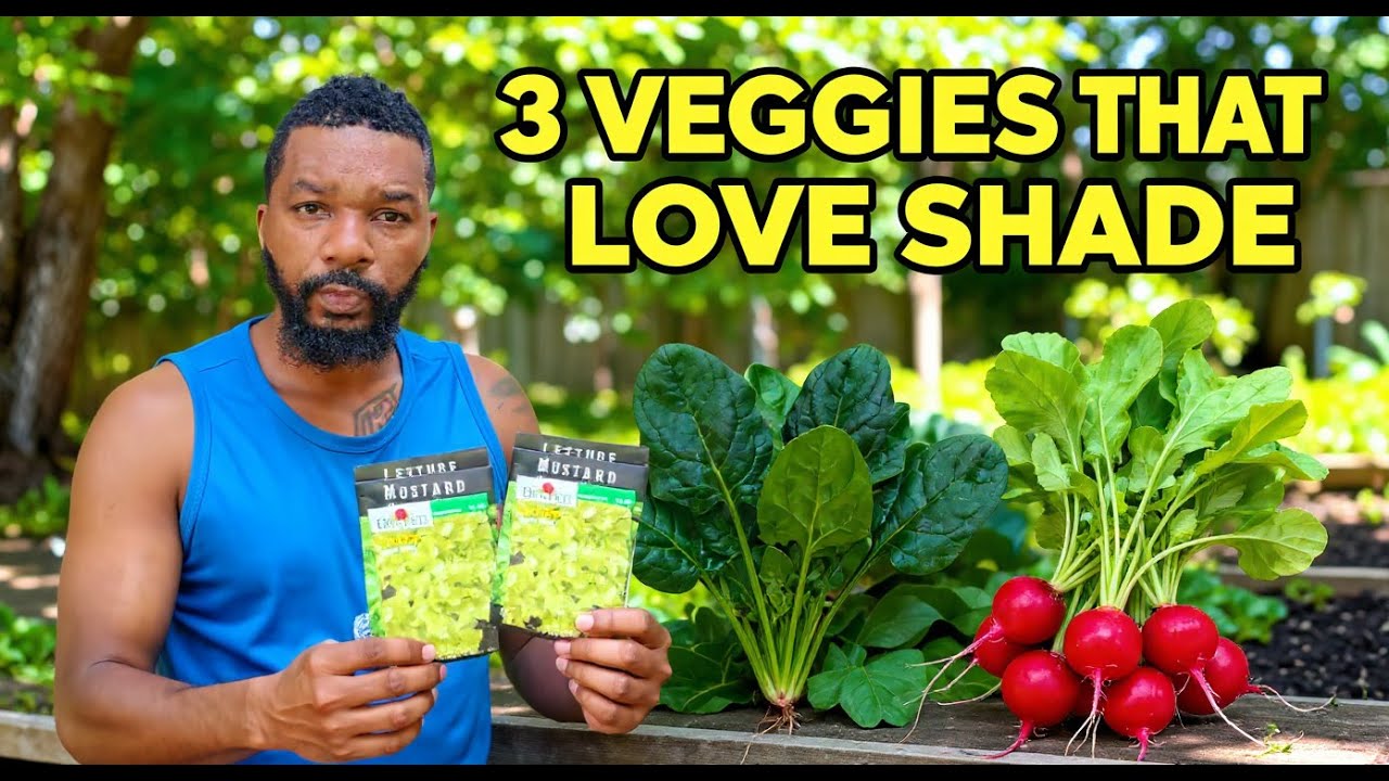 3 ИДЕАЛЬНЫХ овоща для затенённых садов