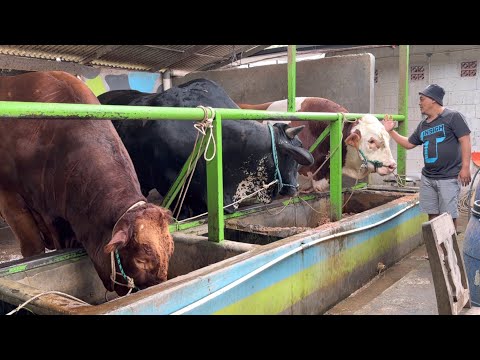 Sapi Lem