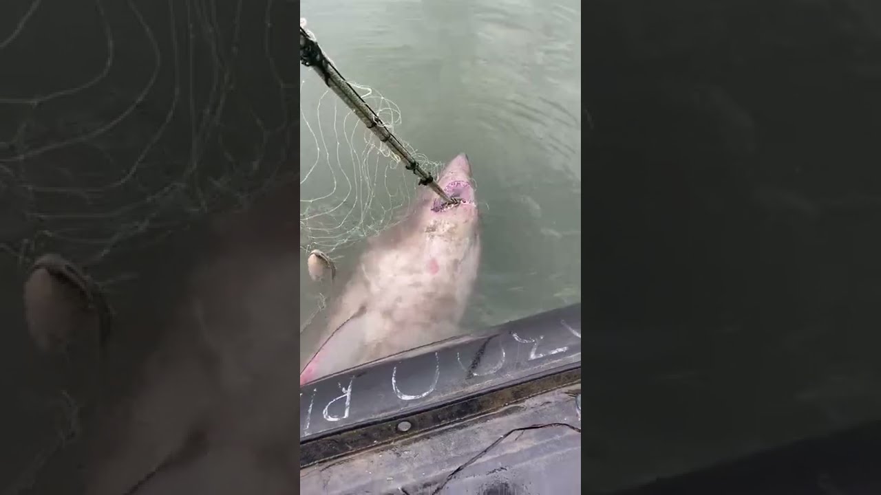 можно ли приручить акулу