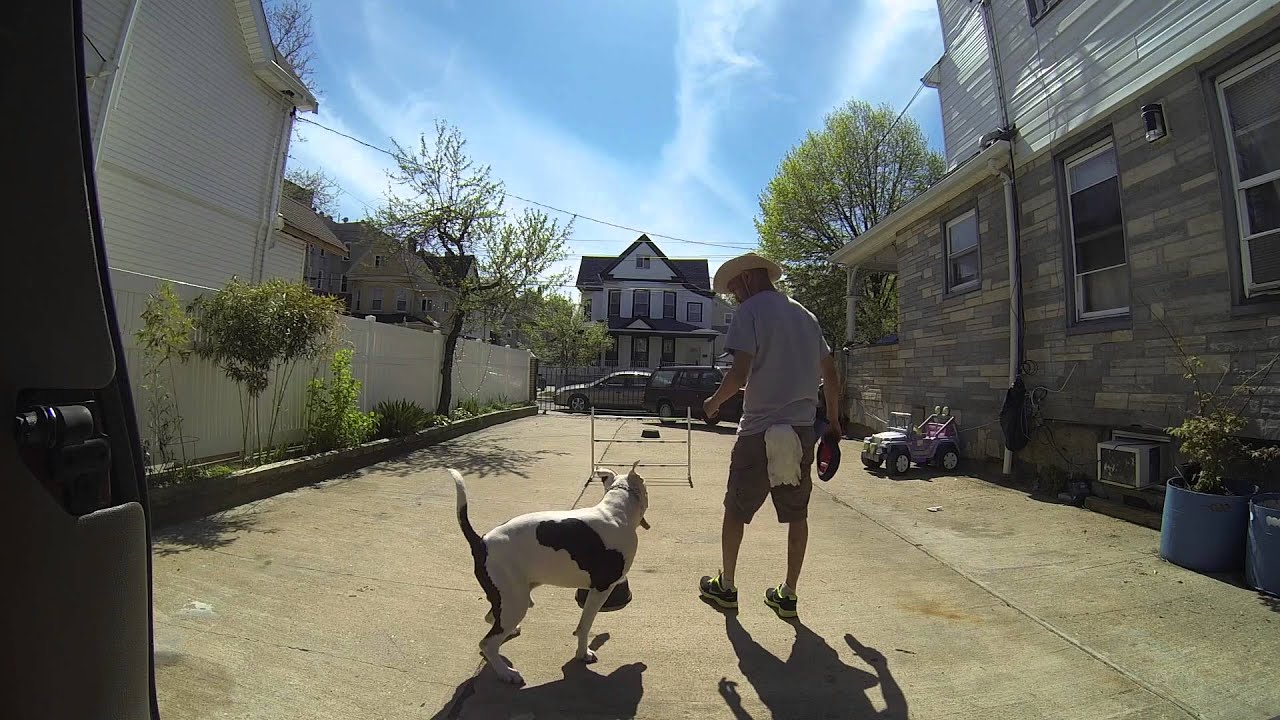 Pit Bull Dog Training Jumps and Target training with frisbee