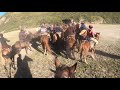 A high Intensity Kyrgyz Horse Game in Kyrgyzstan 2021