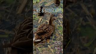 The Incredible Imprinting Of Ducklings