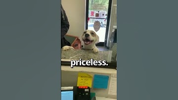 Why EVERYONE Should ADOPT DOGS 😍 | Wholesome Moments