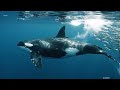 Heroic Rescue Team Saves Lost Seal from Giant Killer Whale Attack🐋_R