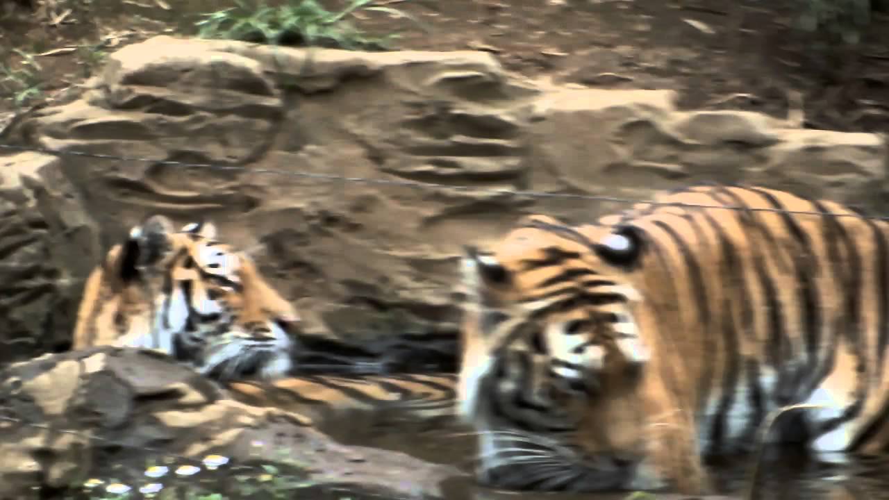 kawaii emoticons Bathing of the Amur tiger.アムールトラの水浴び。