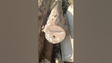KAYU JATI APA BAMBU PETUK ??? #shorts #kayu #teakwood