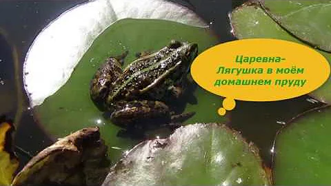 Лягушки в домашнем пруду. Польза жаб и лягушек для сада