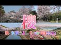 🌸氷川きよしさん 櫻【日本作詩大賞】なかにし礼、昭和レトロ満載、東京名所と全国各地、🌸昭和初期カラー絵葉書で爛漫の桜花紹介、大分市内桜の名所風景、DAM採点、Cover by QQ22QQ、