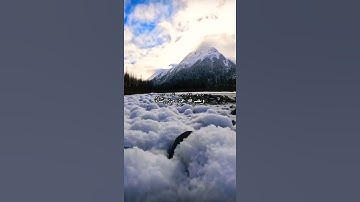 واتس اب قران كريم القارئ ياسر الدوسري (سوره النور)