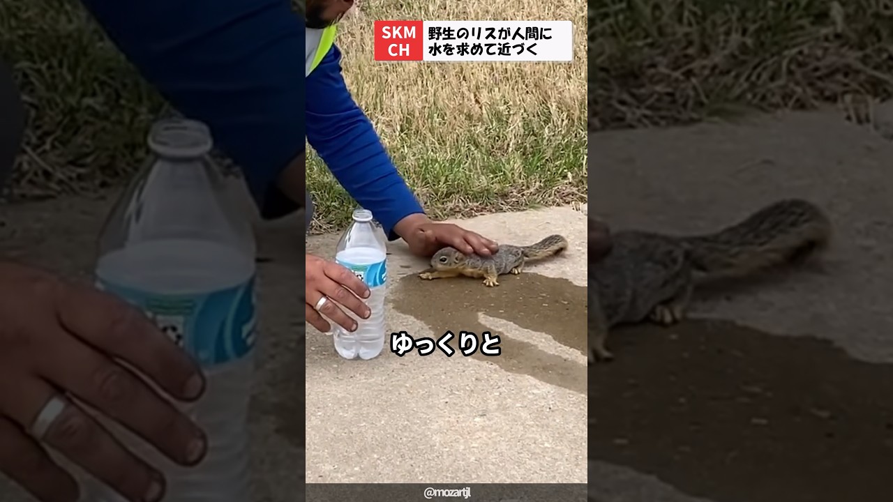 のどが渇いて助けを求めてきたリス