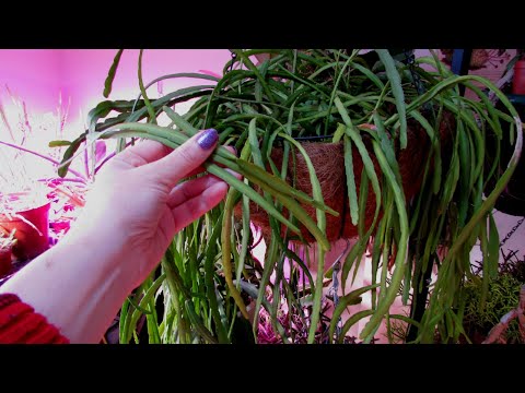 Video: Epifytische planten vermeerderen: hoe epifytische planten te vermeerderen