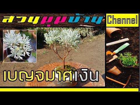 วีดีโอ: การดูแลดอกเบญจมาศ - เคล็ดลับสำหรับคุณแม่ที่เติบโตในสวน