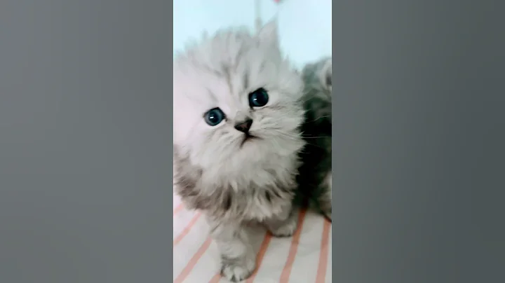 Video 8842791: beautiful himalayan persian, cfa persian, persian cattery, silver persian, kitty