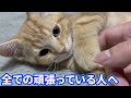 この子猫を見たら心が平和になります