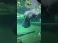 Manatees at Zoo Tampa #thatfloridafeeling #florida #tampa #tampabayarea #zootampa #manatees