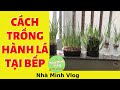 Phương pháp trồng hành lá tại nhà bếp đơn giãn / Method of growing green onions in kitchen