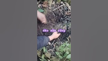 Đào sâm ngọc linh rừng #sâm_ngọc_linh_rừng #sâm_lai_châu_rừng