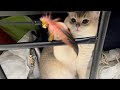 11 month old kitten cat Pepper hidng under bunk bed playing with feather toy stick