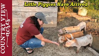 We just a got a Pig Delivery.  This years Feeder Pigs arrive on the homestead.