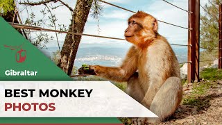 Best Monkey photos