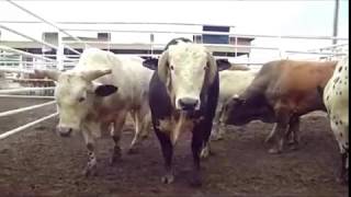 Bull Hauler
