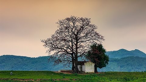 Cây gạo miếu Cô - Lãng Sơn - Yên Dũng - Bắc Giang