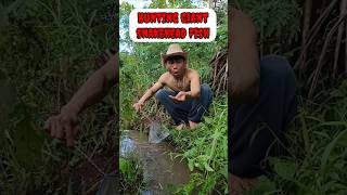 Download Lagu scooping snakehead fish, catching snakehead fish - SNAKEHEAD FISH #shorts  #fish #channa #viralvideo MP3