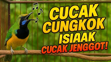 CUCAK CUNGKOK‼️ Tembakan Kasar Mengerikan + Isian Cucak Jenggot🔥