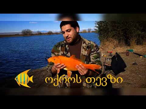 დებედას ტბა  - ოქროს კობრი - კოი | Debeda Lake - Golden Carp - Koi