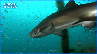 How Sand Tiger Sharks Hover Inside North Carolina's Aeolus Wreck