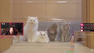 Pqueen - Streç Filmi Göremeyen Kedilerin Komik Hallerini İzliyor