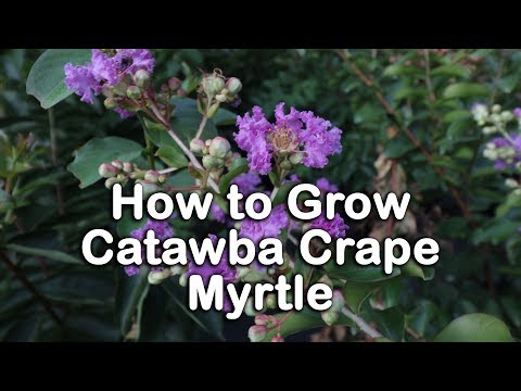 Vidéo: Crape Myrtle Tree Information: Comment faire pousser le myrte de crêpe