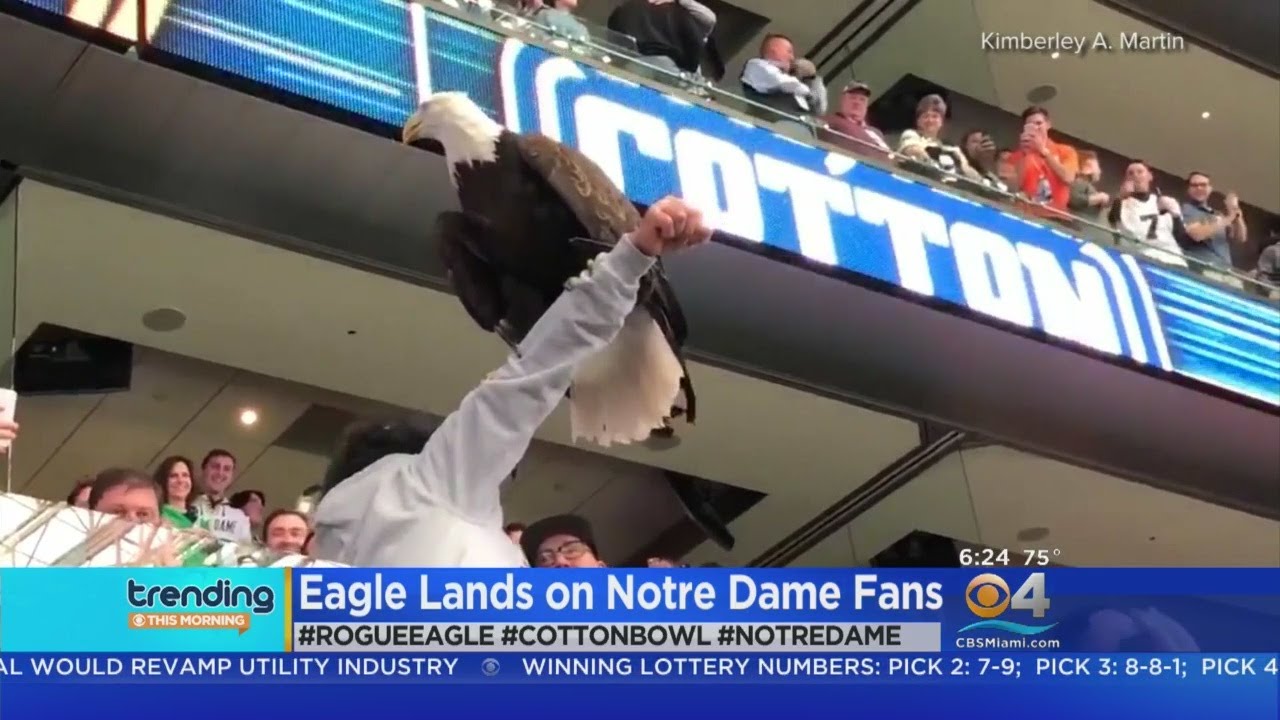 Trending Cotton Bowl Eagle