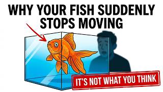 7 Creepy Reasons Your Fish Suddenly Freezes