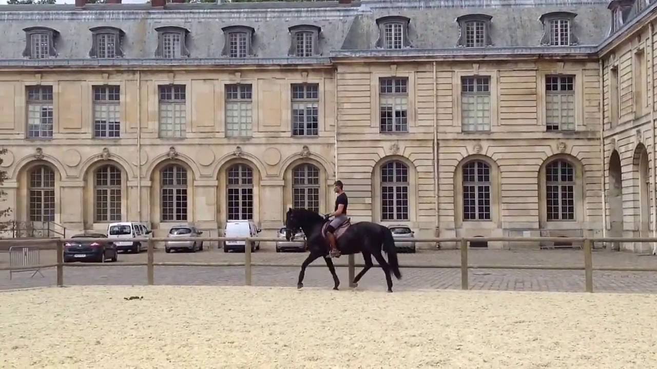 Versailles Academy of Equestrian Arts YouTube