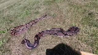 My 25 year old pet Ball Pythons. Feeding Kerby. Toad city. Tiger salamander nymph.