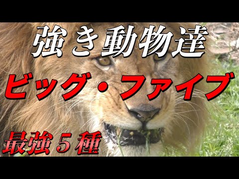 気高くて強靭、知能も高い百獣の王 ライオンさんの銀貨 百獣の王の愛】重なり合うライオンの夫婦〜愛知県「東山動物園