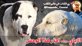 كلب الاباي العملاق | كل المعلومات عنه قبل شراؤه