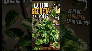 Por qué casi nadie ve florecer un potus 🌿#Potus #PlantasDeInterior #Jardinería