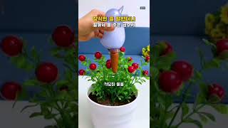 꽂아만 두면 알아서 물 준다고? 화분 키우기 진짜 편해진다 🌱  #쇼츠 #화분급수기 #식물키우기 #생활꿀템 #살림꿀팁