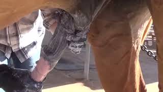 How To Clean Horse Sheath With Lkin Equine Waterless Sheath Cleaner Part 1