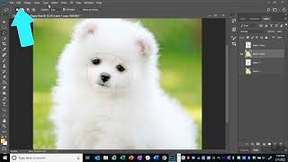 Photoshop:  how to create fun Animal Morphs screenshot 3
