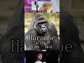 Harambe How to Play #autobattler #gamingshorts #harambe #tipsyoutube