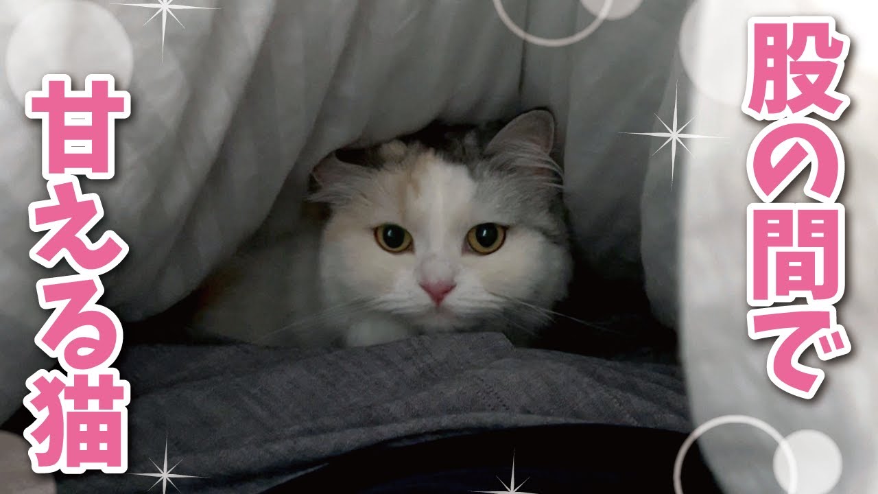 That tsundere kitty finally slept in bed with me for the first