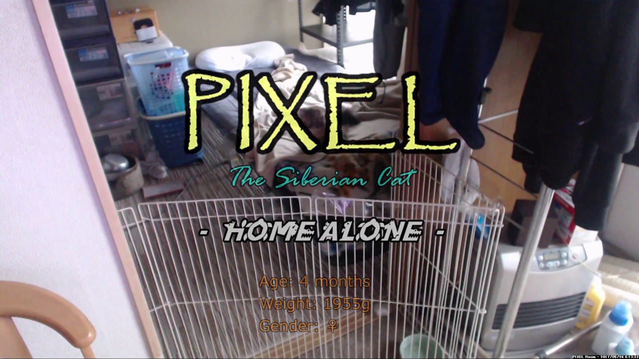 PIXEL - The Siberian Cat "HOME ALONE" [2017-5-26](Time Lapse)