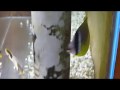 餌のおねだり～ナミチョウ