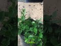 Como reproducir la planta Maní Forrajero, Cacahuatillo