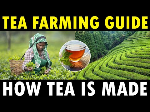 TEA FARMING / TEA CULTIVATION | How Tea Powder is